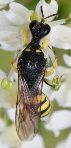 Lestica clypeata